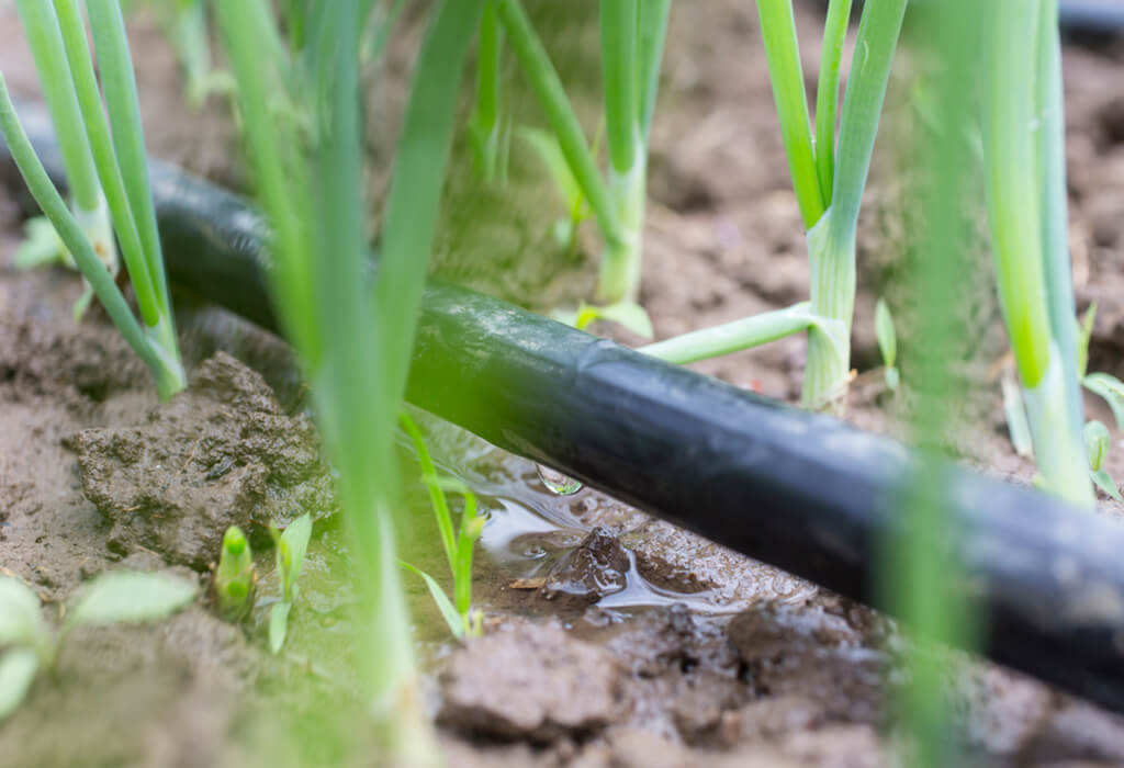 Drip Irrigation System
