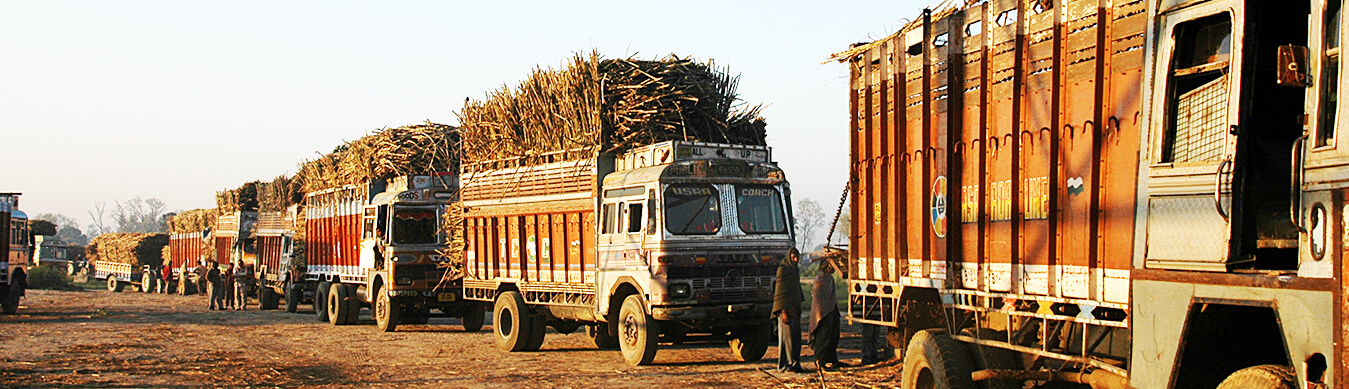 Brands Sugar